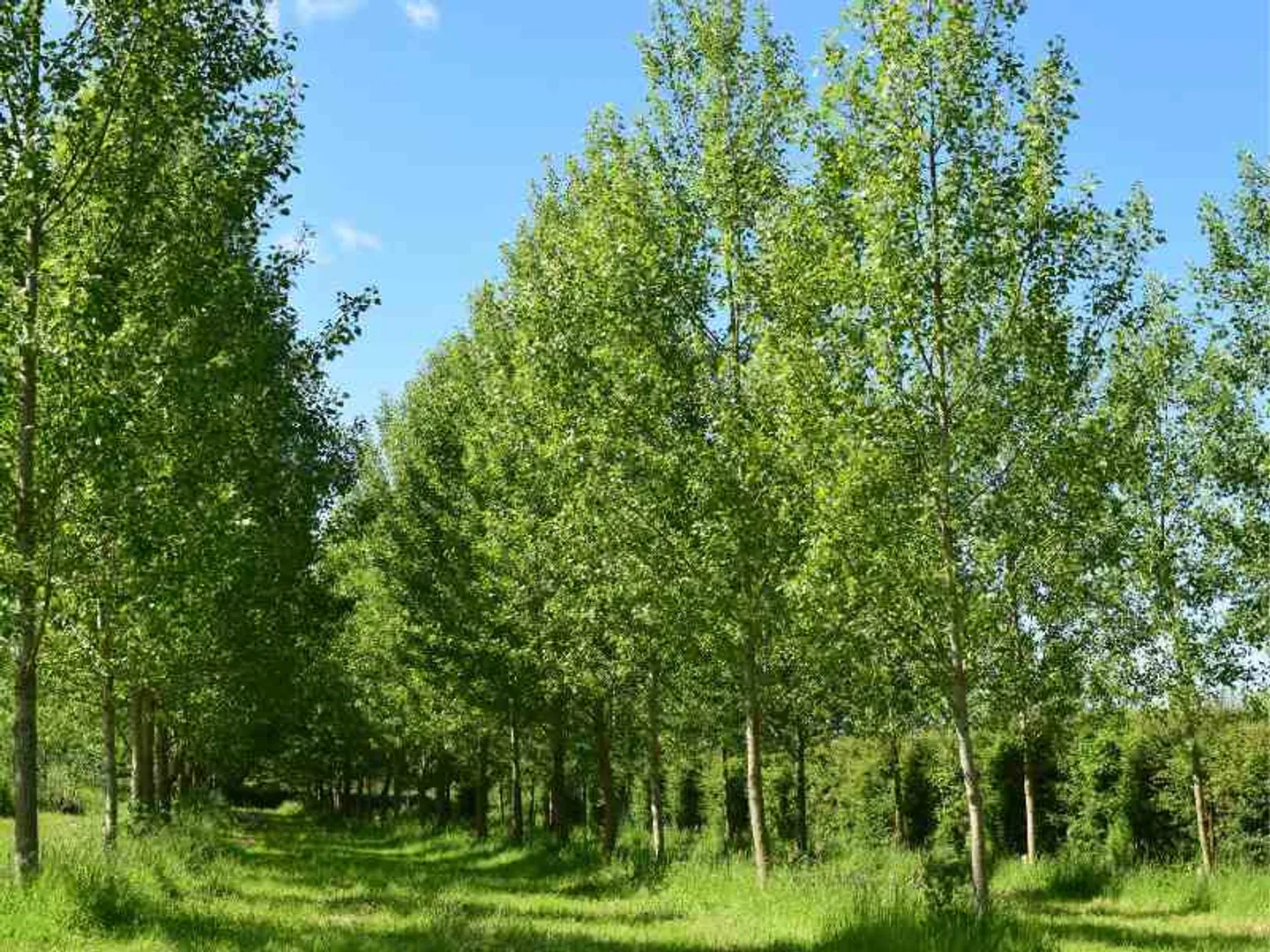 hybrid poplar privacy tree