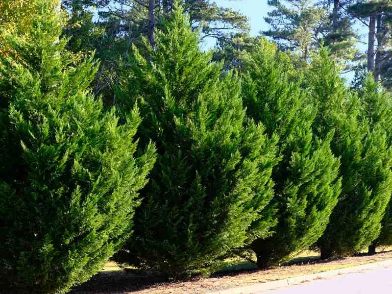 fast growing privacy tree leyland cypress